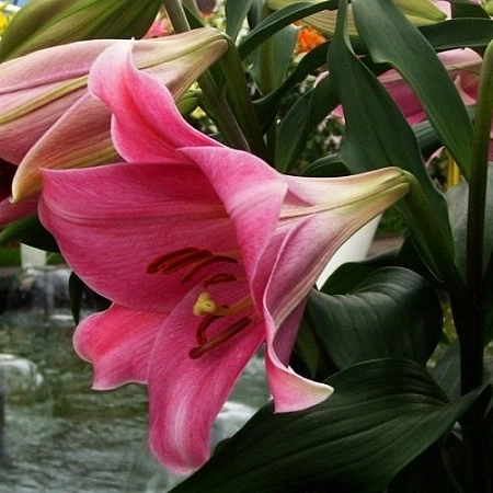 Лилия Pink Heaven (1 шт. в уп.)