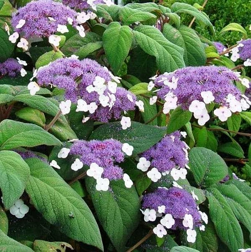 Гортензия Саржента шершавая Гортензия Саржента шершавая