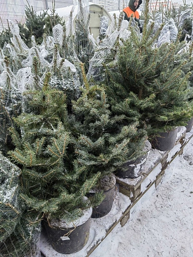 Ель Глаука 60-80 см голубая Польша Ель Глаука 60-80 см голубая Польша