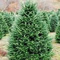 Пихта Конколор 50-60 см Пихта Конколор 50-60 см