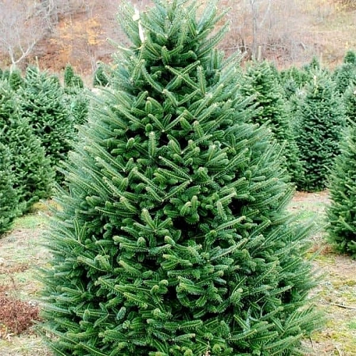 Пихта Конколор 50-60 см Пихта Конколор 50-60 см