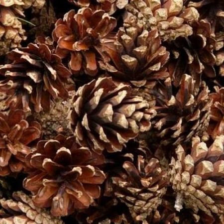 Мульча шишка сосновая декор. 3-6 см 60 л