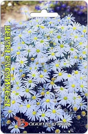 Брахикома Белая однолетник, 200 шт (Биотехника) Брахикома Белая однолетник, 200 шт (Биотехника)