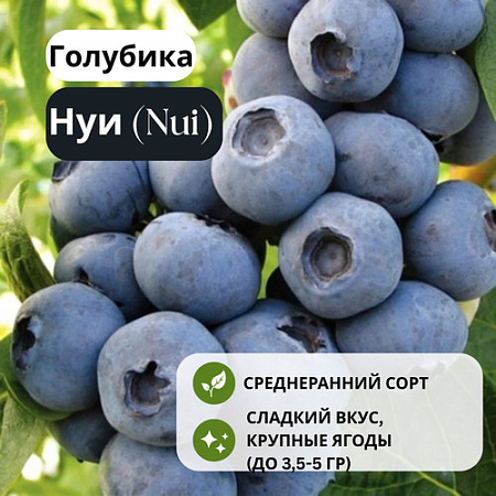 Голубика Нуи (Nui) С3