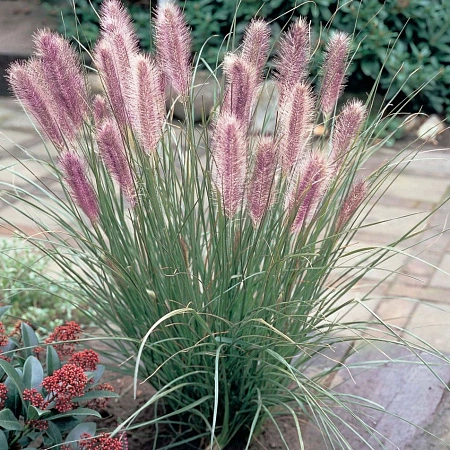 Пеннисетум Red Head