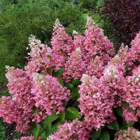 Гортензия Pinky Winky метельчатая C3 2-хлетка