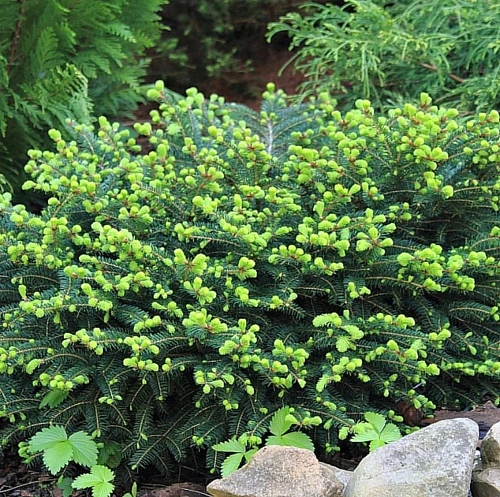 Пихта бальзамическая Нана Пихта бальзамическая Нана