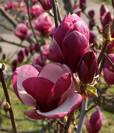 Магнолия Orchid 80-100 см