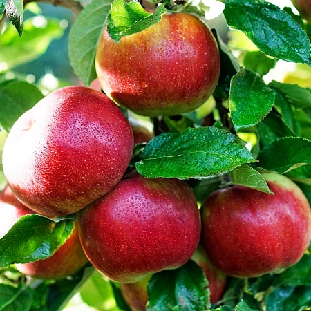 Яблоня Айдаред (зима)