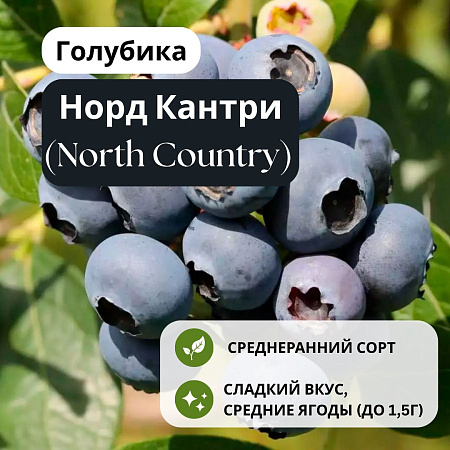 Голубика Норд Кантри (North Country) C3 Голубика Норд Кантри (North Country) C3