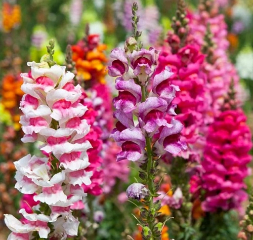 Львиный зев (антирринум) Львиный зев (антирринум)