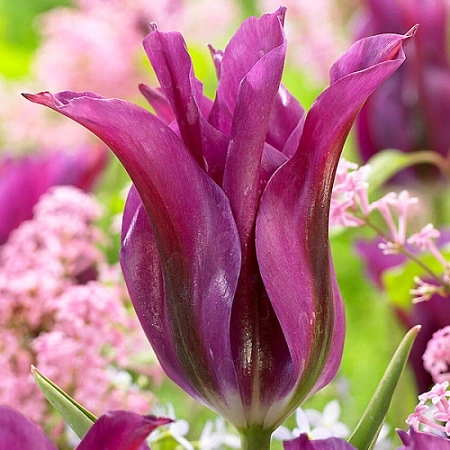 Тюльпан Purple Doll (5 шт. в уп.)