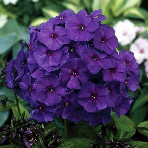 Флокс Paniculata Blue Флокс Paniculata Blue