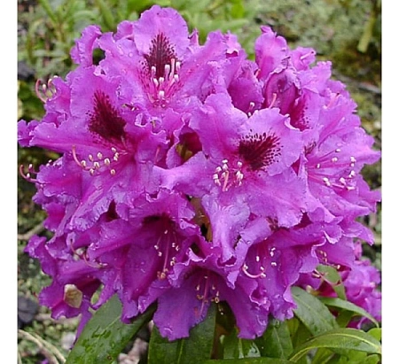 Рододендрон Azurro 25-30 см