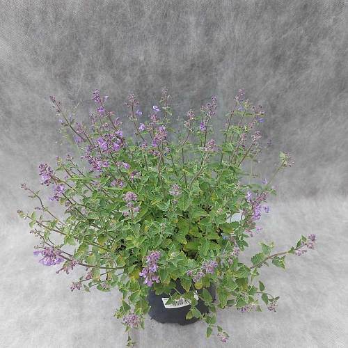 Котовник Фассена Kit Cat C2 Котовник Фассена Kit Cat C2