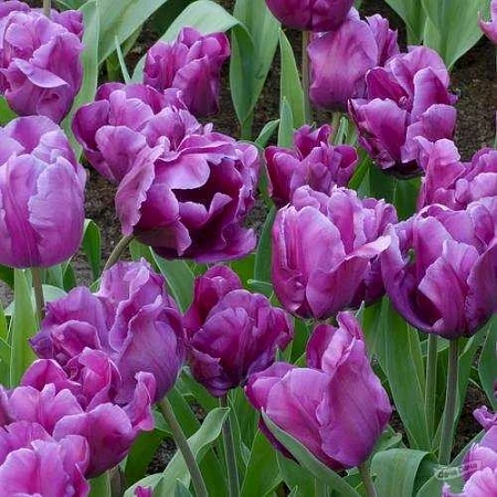 Тюльпан Purple Rain (5 шт. в уп.)