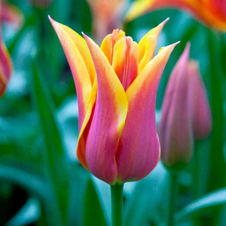 Тюльпан Ballade Dream (5 шт. в уп.)