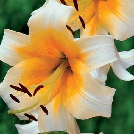 Лилия Miss Peculiar (уп. 1 шт)