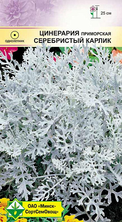Цинерария приморская Серебристый карлик, 0,1 г (МССО) Цинерария приморская Серебристый карлик, 0,1 г (МССО)