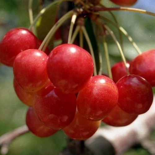 Черешня Медуница Черешня Медуница