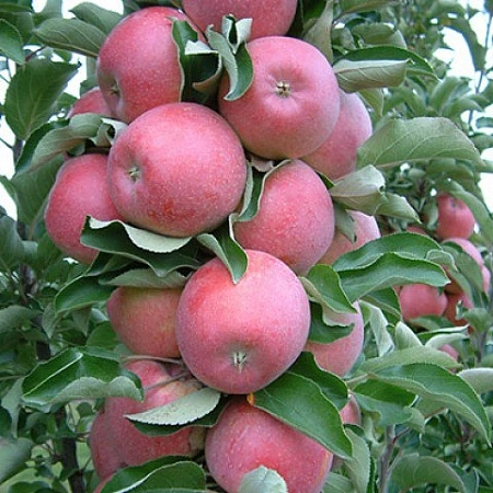 Яблоня Антей Киевский (колоновидная) Яблоня Антей Киевский (колоновидная)