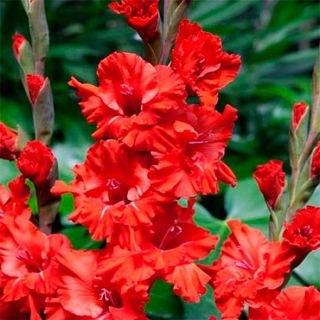 Гладиолус Fire Ruffle (уп. 5 шт)