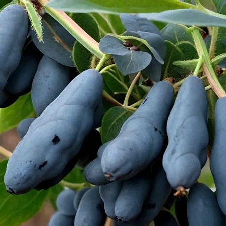 Жимолость Сильгинка съедобная С3 Жимолость Сильгинка съедобная С3