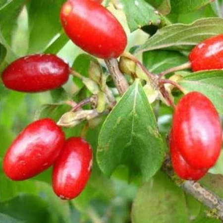 Кизил Владимировский