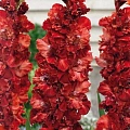 Гладиолус Omsk Гладиолус Omsk