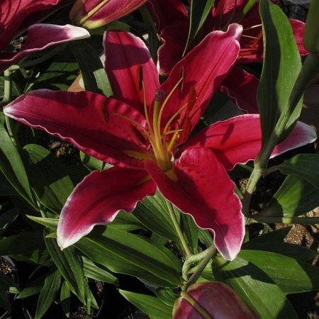 Лилия Oriental Red