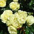 Роза флорибунда Лемон Рококо (Lemon Rokoko) нежно-желтая С4 Роза флорибунда Лемон Рококо (Lemon Rokoko) нежно-желтая С4