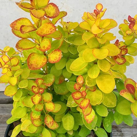 Барбарис Неон Голд (Neon Gold) тунберга С3