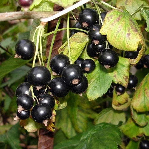 Смородина черная Добрыня Смородина черная Добрыня