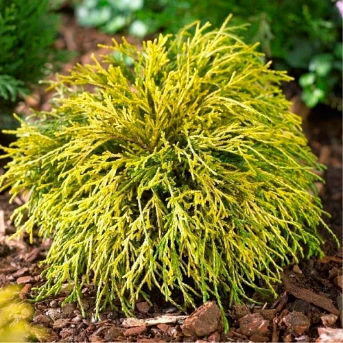 Кипарисовик горохоплодный Санголд 20-25 см Кипарисовик горохоплодный Санголд 20-25 см