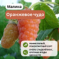 Малина Оранжевое чудо ремонтантная С3 Малина Оранжевое чудо ремонтантная С3