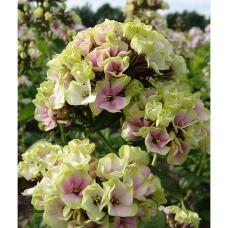 Флокс Sherbet Blend