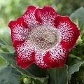 Глоксиния Tigrina Red (1 шт. в уп.) Глоксиния Tigrina Red (1 шт. в уп.)