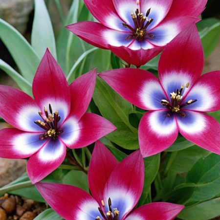 Тюльпан Little Beauty (10 шт. в уп.)