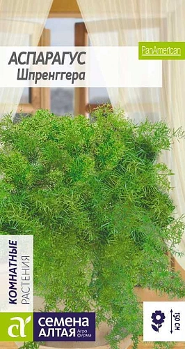 Аспарагус Шпренггера 5 шт Аспарагус Шпренггера 5 шт