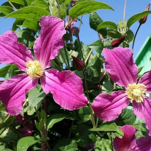 Клематис Инспирейшн Зоин Клематис Инспирейшн Зоин