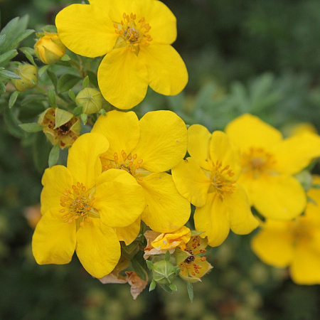 Лапчатка Аннет кустарниковая C3