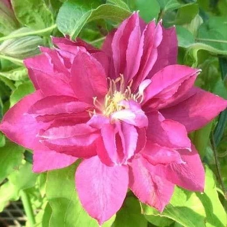 Клематис Акафуджи