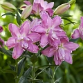 Лилия Lotus Wonder (1 шт. в уп.) Лилия Lotus Wonder (1 шт. в уп.)