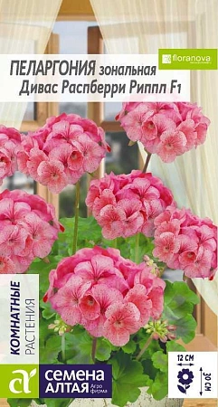 Пеларгония Дивас Распберри Риппл, 4 шт Пеларгония Дивас Распберри Риппл, 4 шт