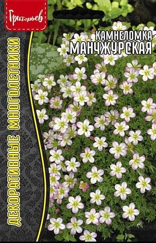 Камнеломка Манчжурская, 0,01 г (Ред.Сем) Камнеломка Манчжурская, 0,01 г (Ред.Сем)
