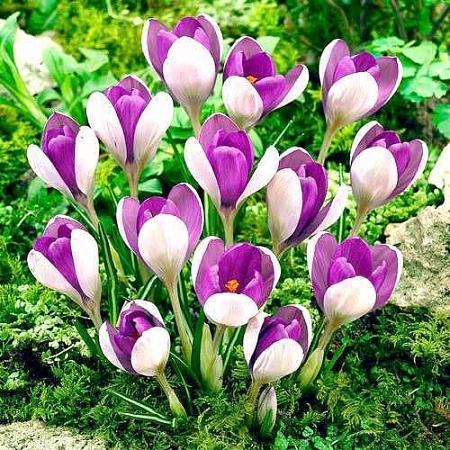 Крокус Vanguard (10 шт. в уп.)