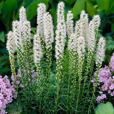 Лиатрис Spicata white