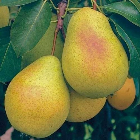 Груша Чижовская (однолетка)