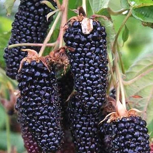 Ежевика Коламбия джайент бесшипная Ежевика Коламбия джайент бесшипная