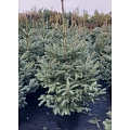 Ель Глаука 80-100 см голубая Польша Ель Глаука 80-100 см голубая Польша